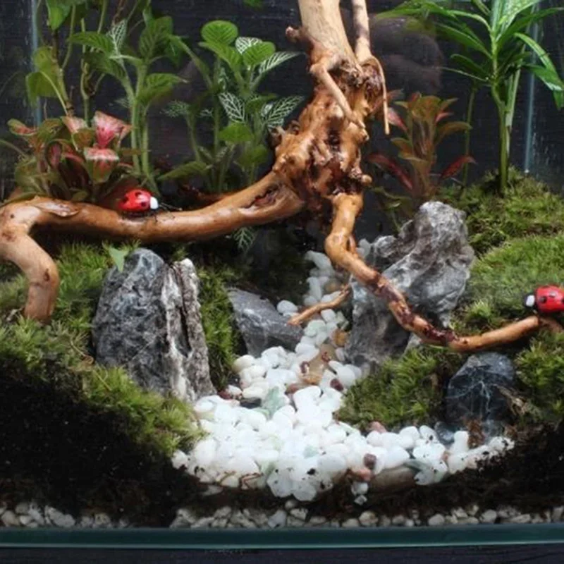 Natural Tree Trunk Driftwood A - Planted Aquarium With Driftwood ulasan dan harga
