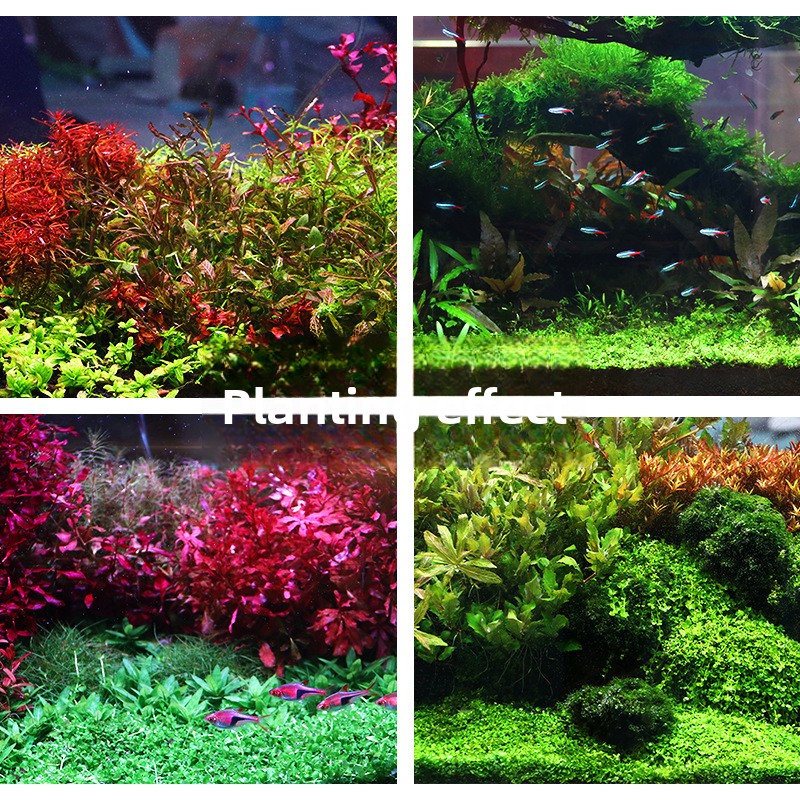 SYSENCIAGA Planted Aquarium Su - Aquarium Planted Tank Fertilizer ulasan dan harga