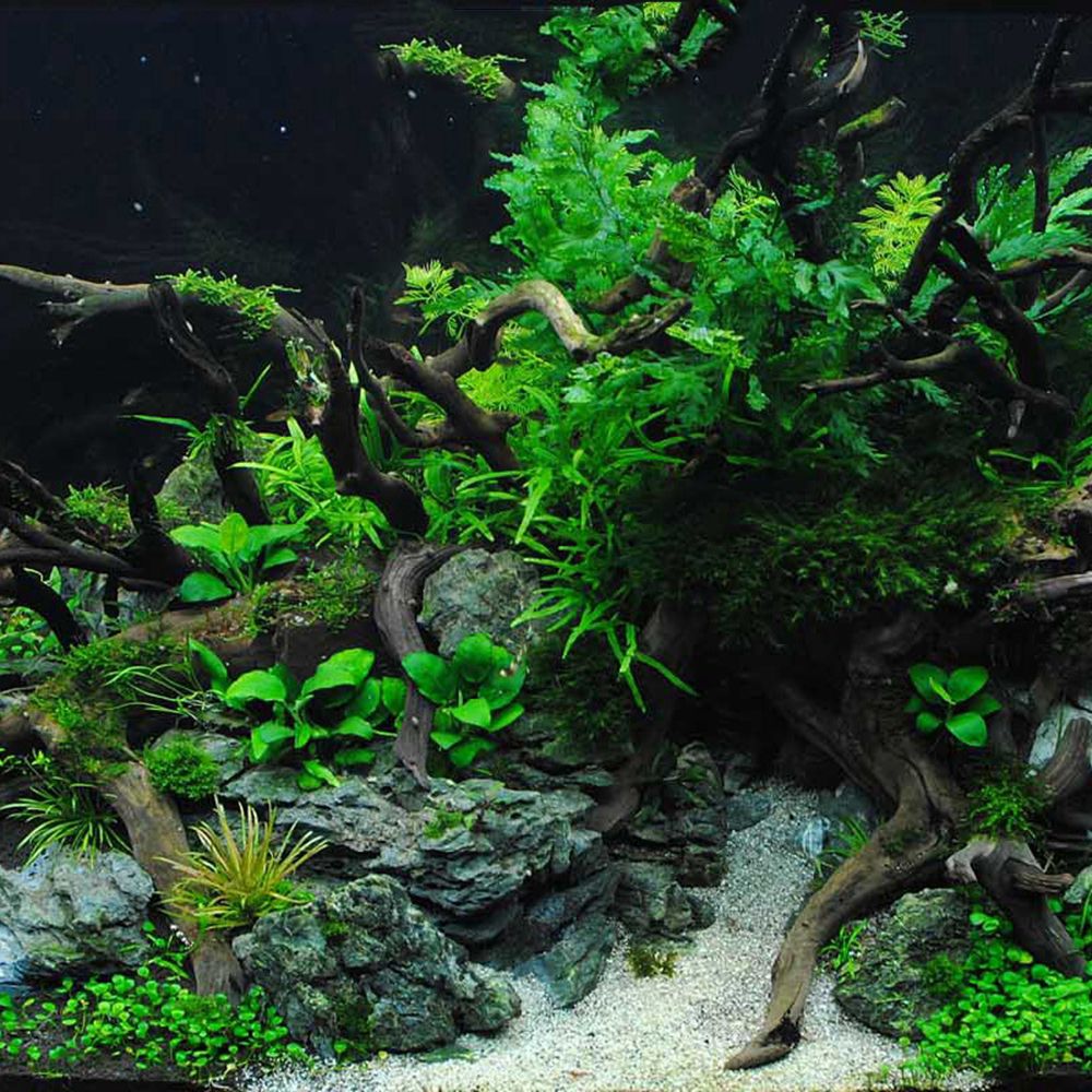 1 Pcs Wood Reptile Fish Tank O - Planted Aquarium With Driftwood ulasan dan harga