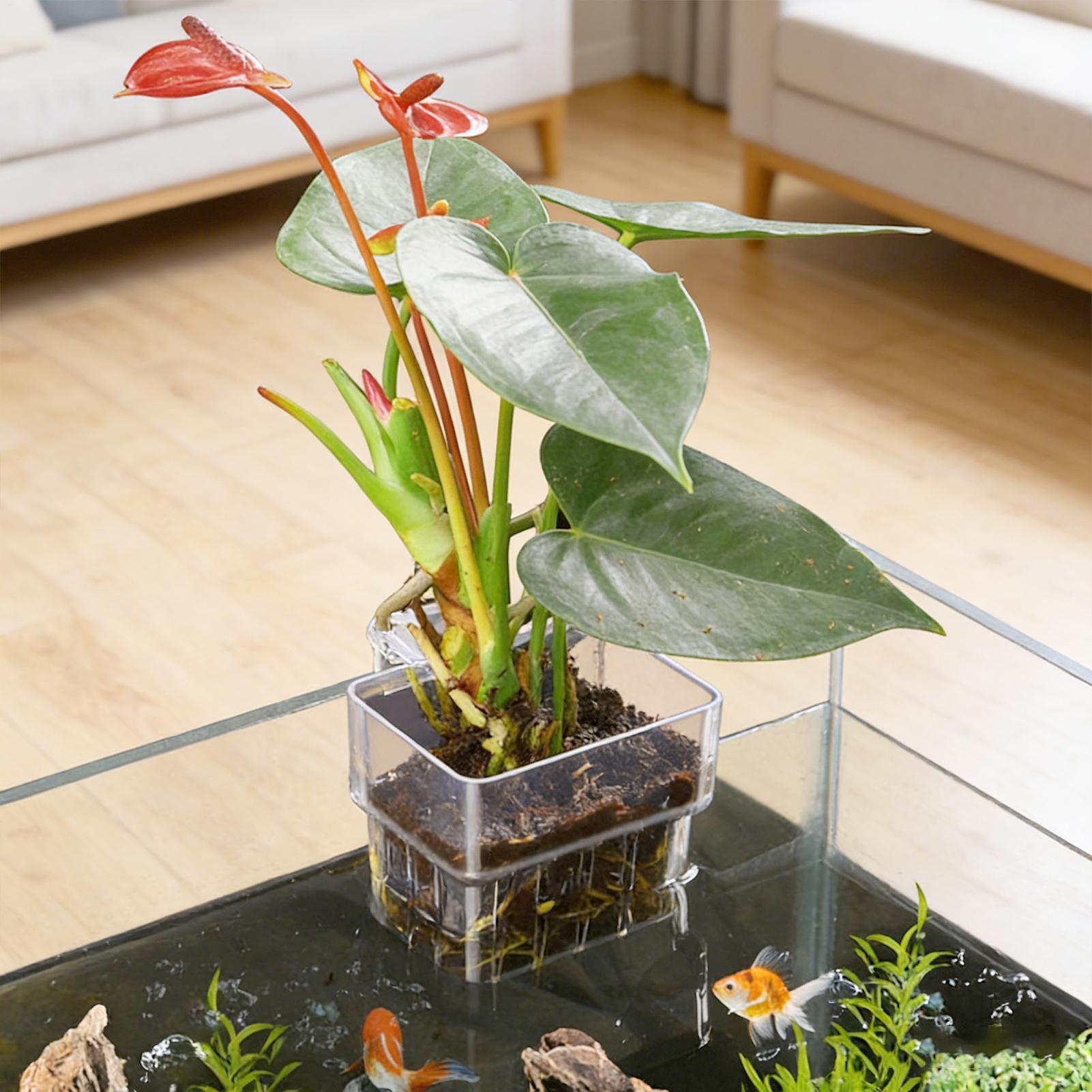 Transparent Hangable Aquarium  - Planted Aquarium Kit ulasan dan harga