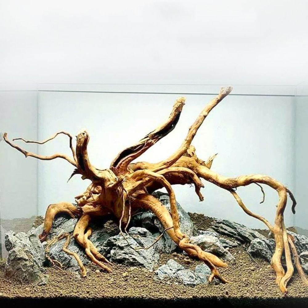 20-25CM Large Aquarium Driftwo - Planted Aquarium With Driftwood ulasan dan harga