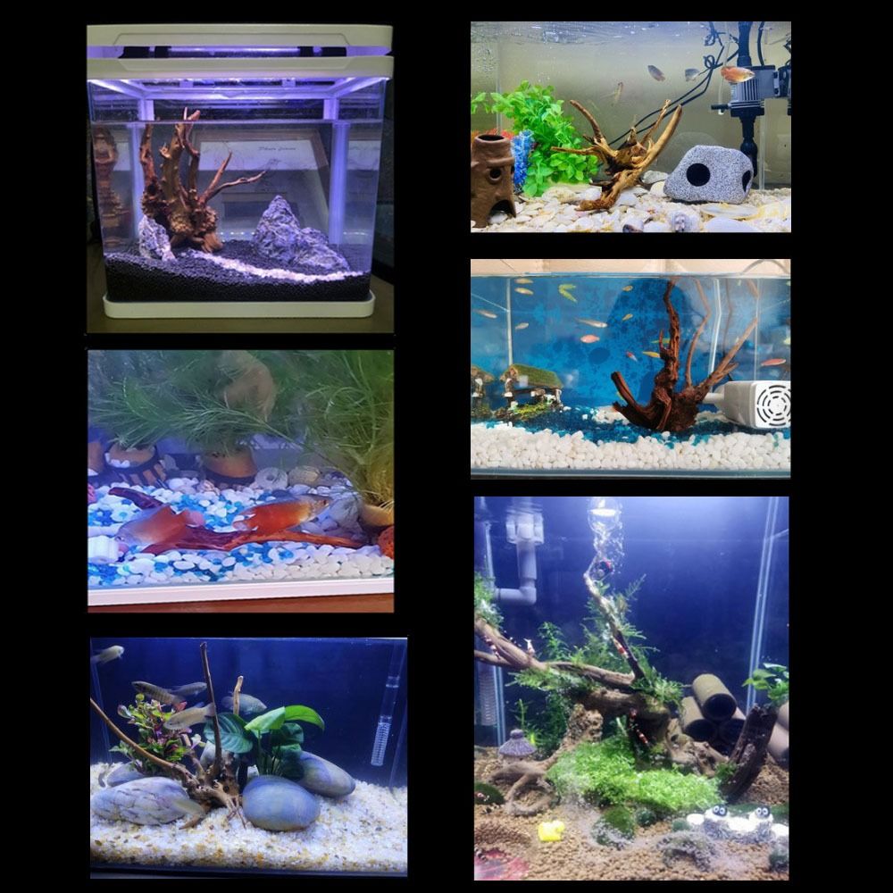 20-25CM Large Aquarium Driftwo - Planted Aquarium With Driftwood ulasan dan harga