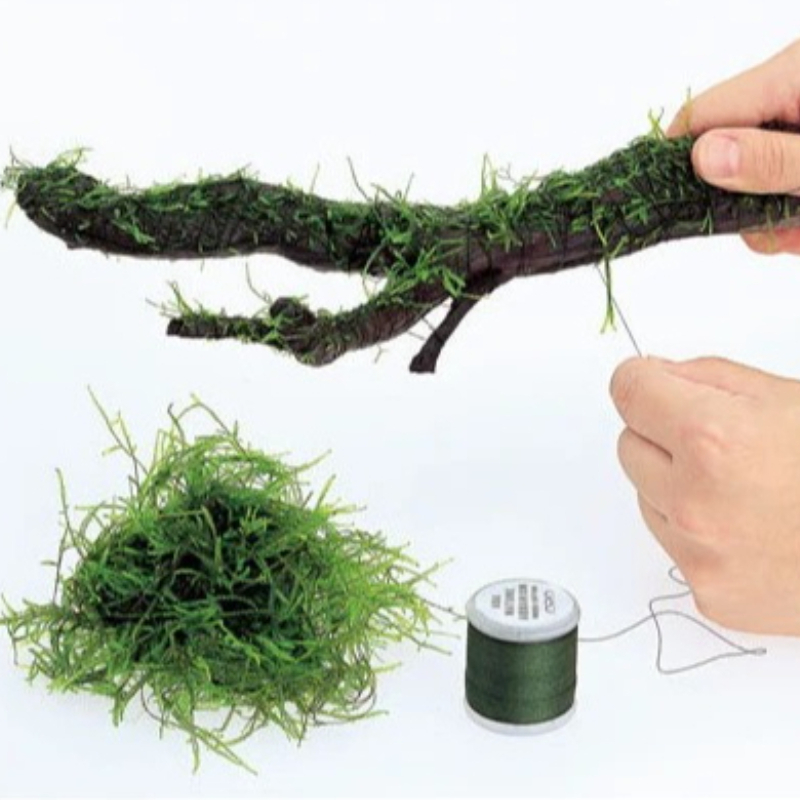 Biodegradable Aquarium Moss Th - Planted Aquarium With Driftwood ulasan dan harga