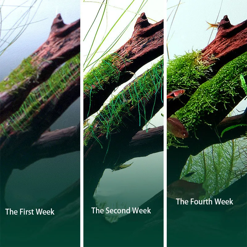Biodegradable Aquarium Moss Th - Planted Aquarium With Driftwood ulasan dan harga