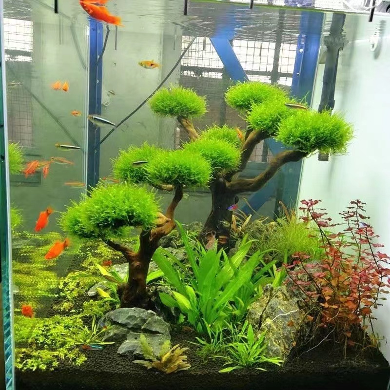 Fish tank greening wood frame  - Planted Aquarium With Driftwood ulasan dan harga