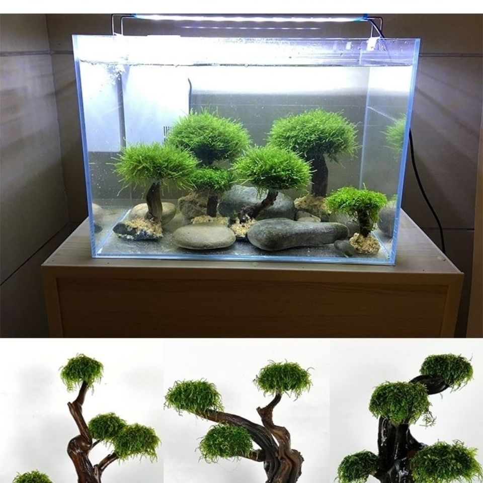 Fish tank greening wood frame  - Planted Aquarium With Driftwood ulasan dan harga