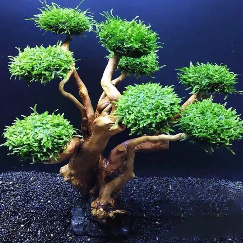 Fish Tank Plant Moss Tree Deco - Planted Aquarium With Driftwood ulasan dan harga