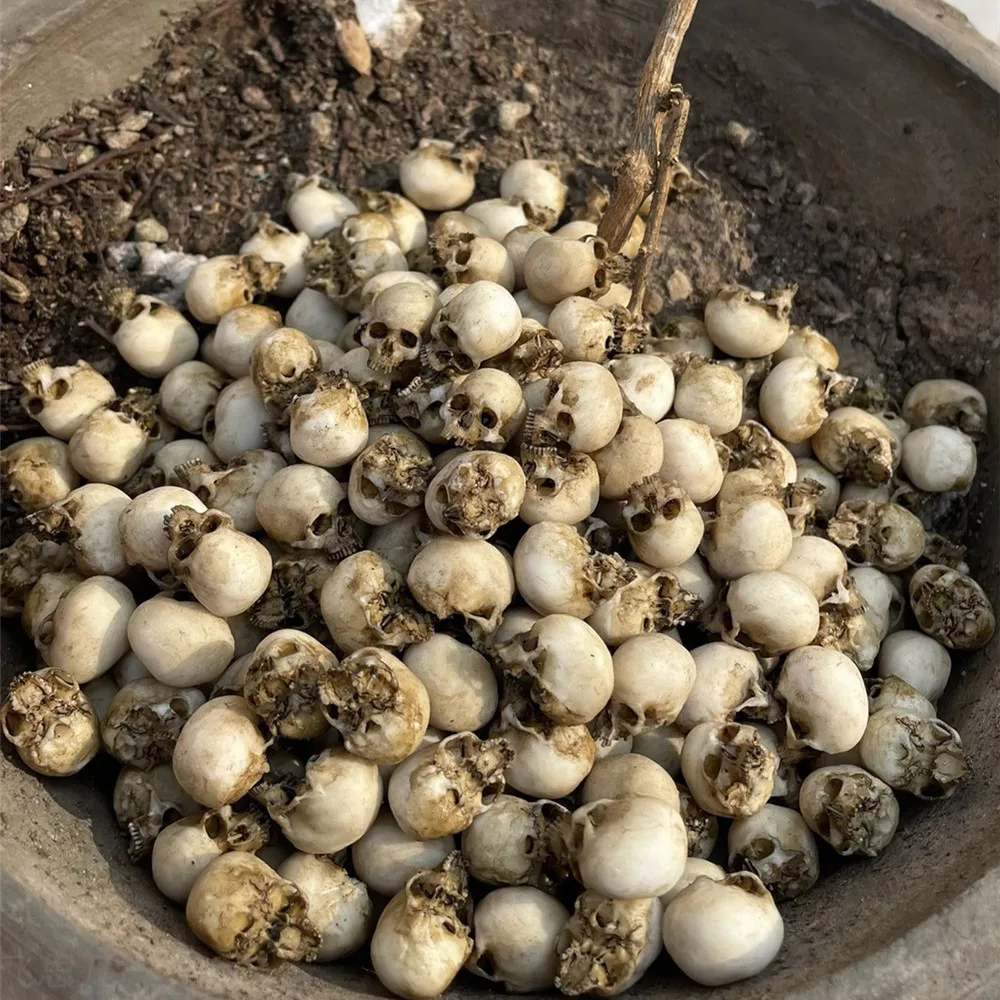 Mini Skull High Quality Miniat - Aquarium Plants Book ulasan dan harga