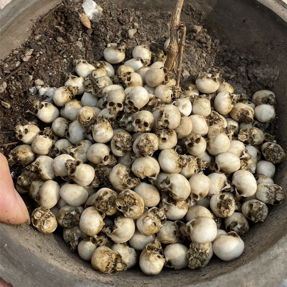 Mini Skull High Quality Miniat - Aquarium Plants Book ulasan dan harga
