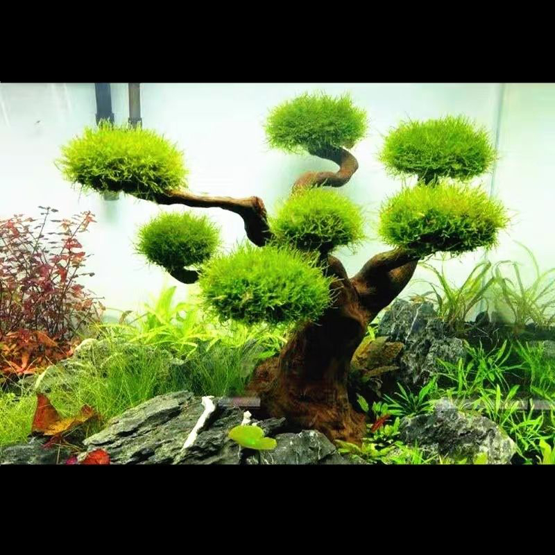 Aquarium Decoration Moss Drift - Planted Aquarium With Driftwood ulasan dan harga